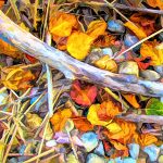 Gallery 8 - Richard Holcomb - Aspen Leaves