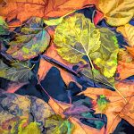 Gallery 7 - Richard Holcomb - Fall Leaves