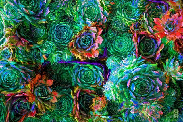 Gallery 4 - Richard Holcomb - Psychedelic Succulents