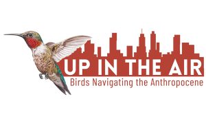 Up In The Air: Birds Navigating The Anthropocene